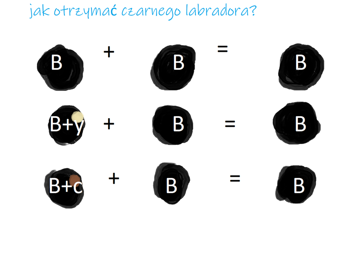 Obraz16